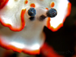 Nudi antenna close up..canon G9 twin Inon macro lens, Ino... by Ng Steven 